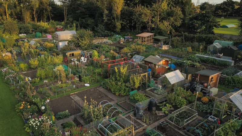 Moss Park Allotments